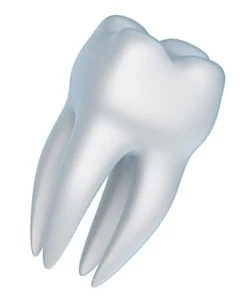 Diagram of a tooth after a tooth extraction in Arlington TX.